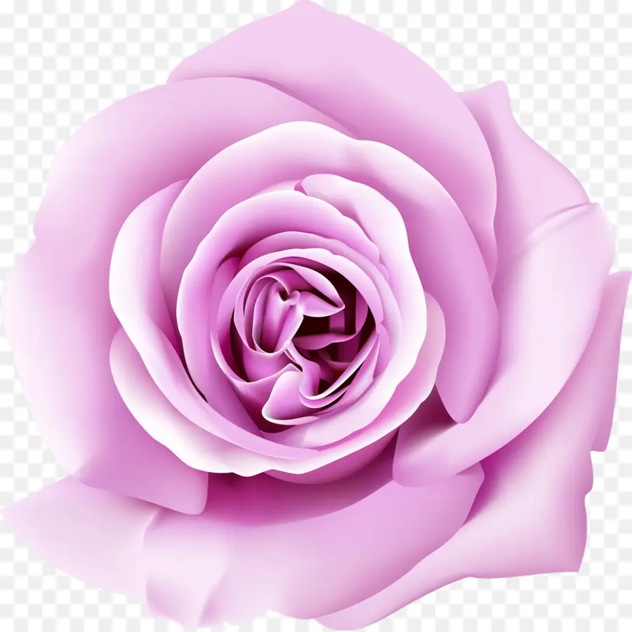 Rosa Rosa，Flor PNG