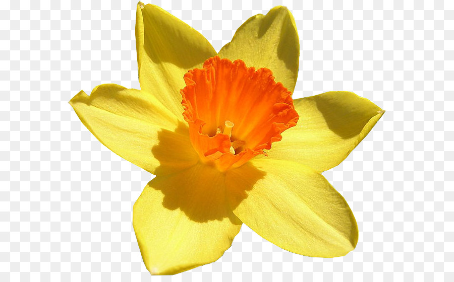 Narciso，Amarillo PNG