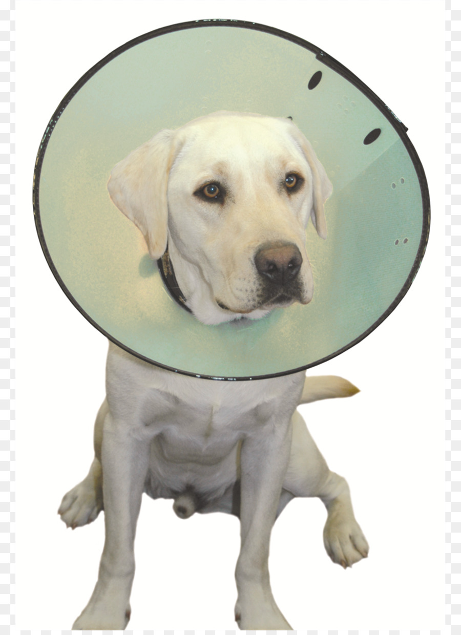 Labrador Retriever，Cachorro PNG