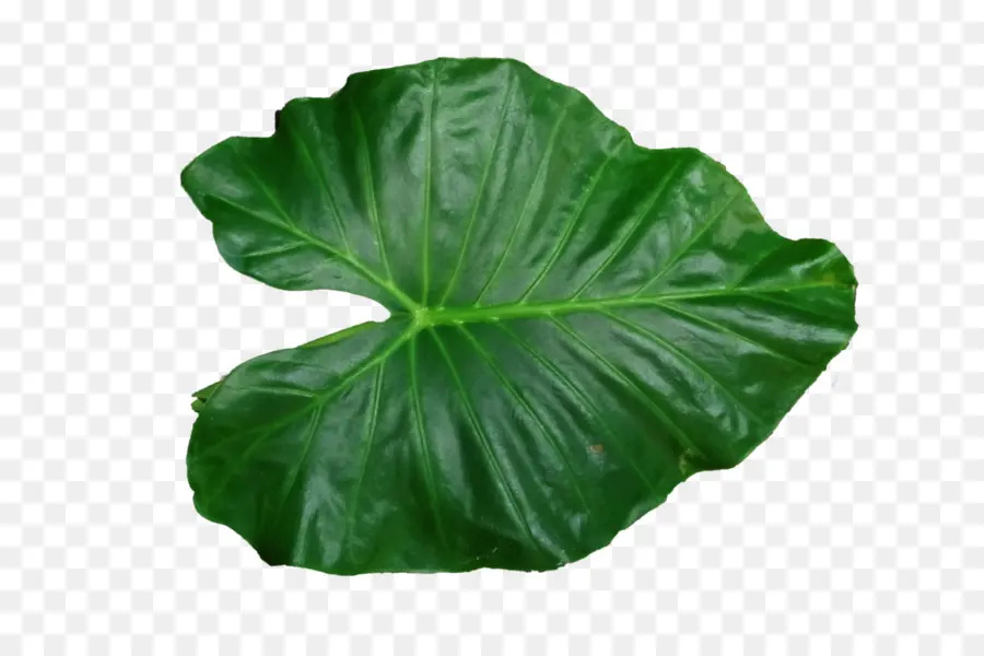 Hoja Grande，Planta PNG