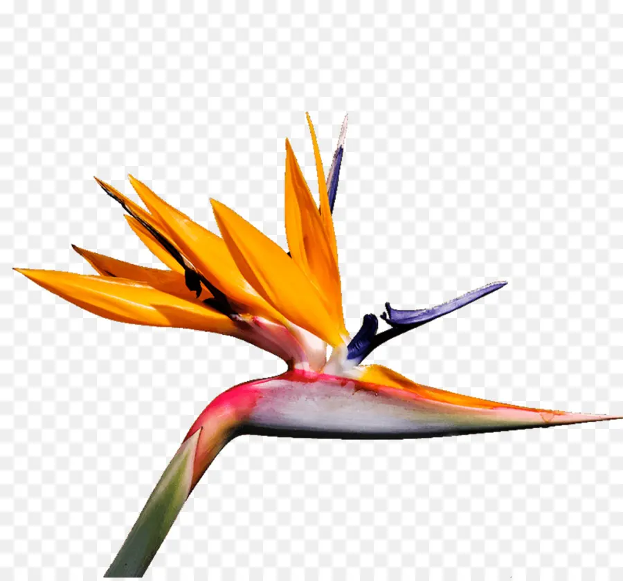 Pájaro，Birdofparadise PNG