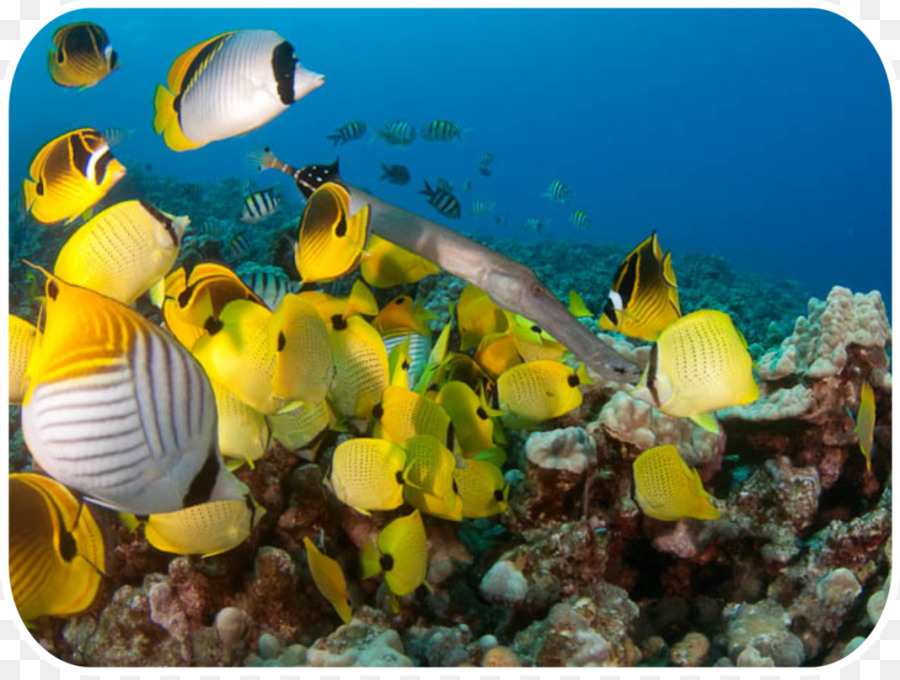 Peces De Arrecife De Coral，Arrecife De Coral PNG