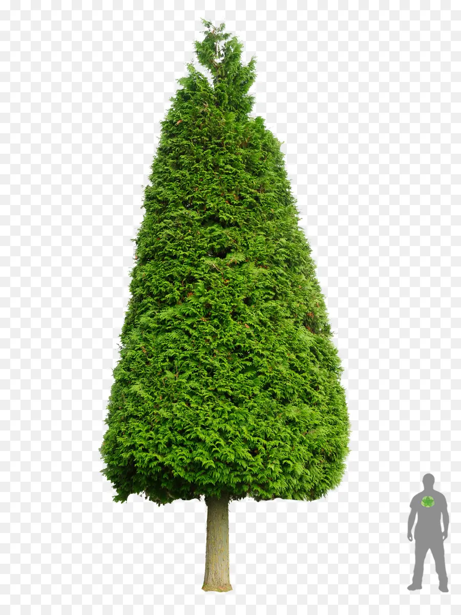 árbol Alto，Naturaleza PNG