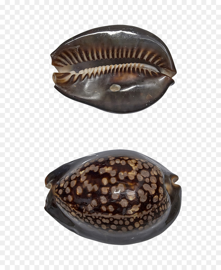 Adivinar Con Caracoles，Concha PNG