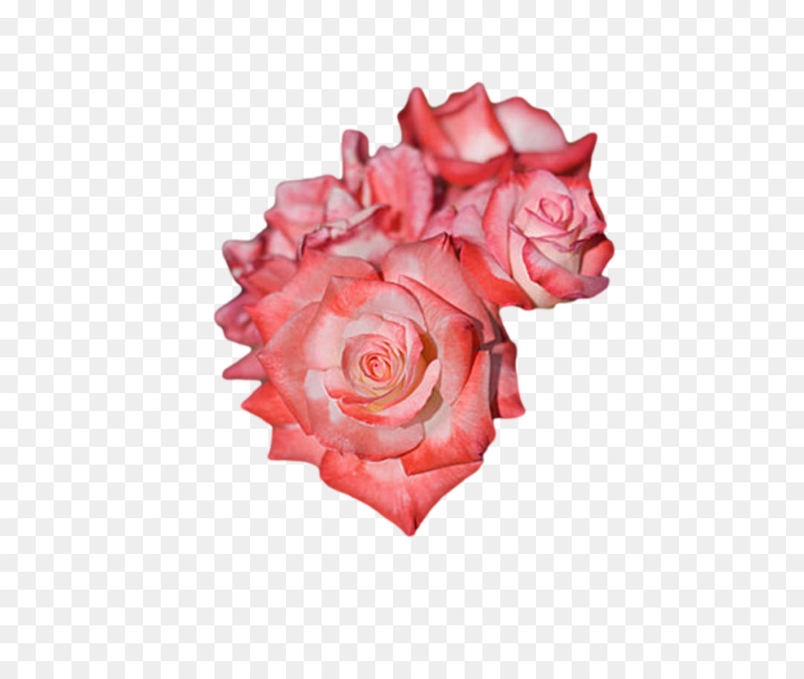 Corazón De Rosa Roja，Amar PNG