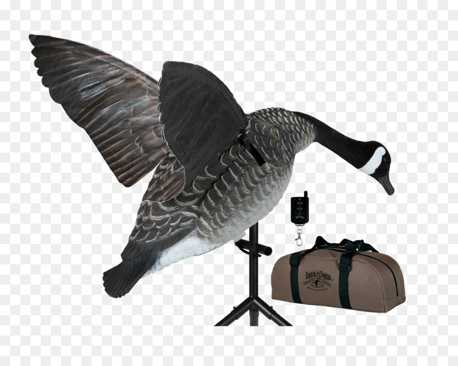 Pato，Ganso PNG