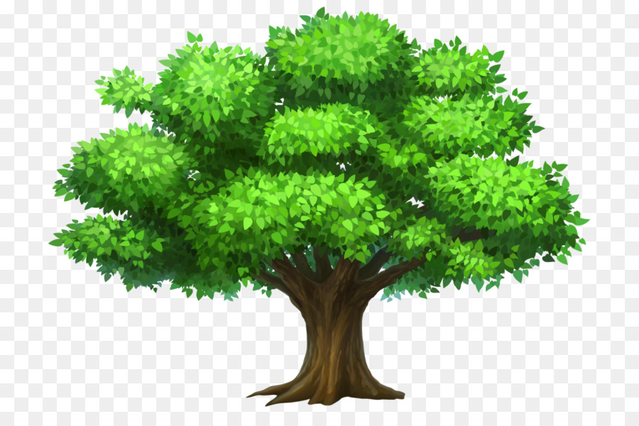 Árbol，Naturaleza PNG