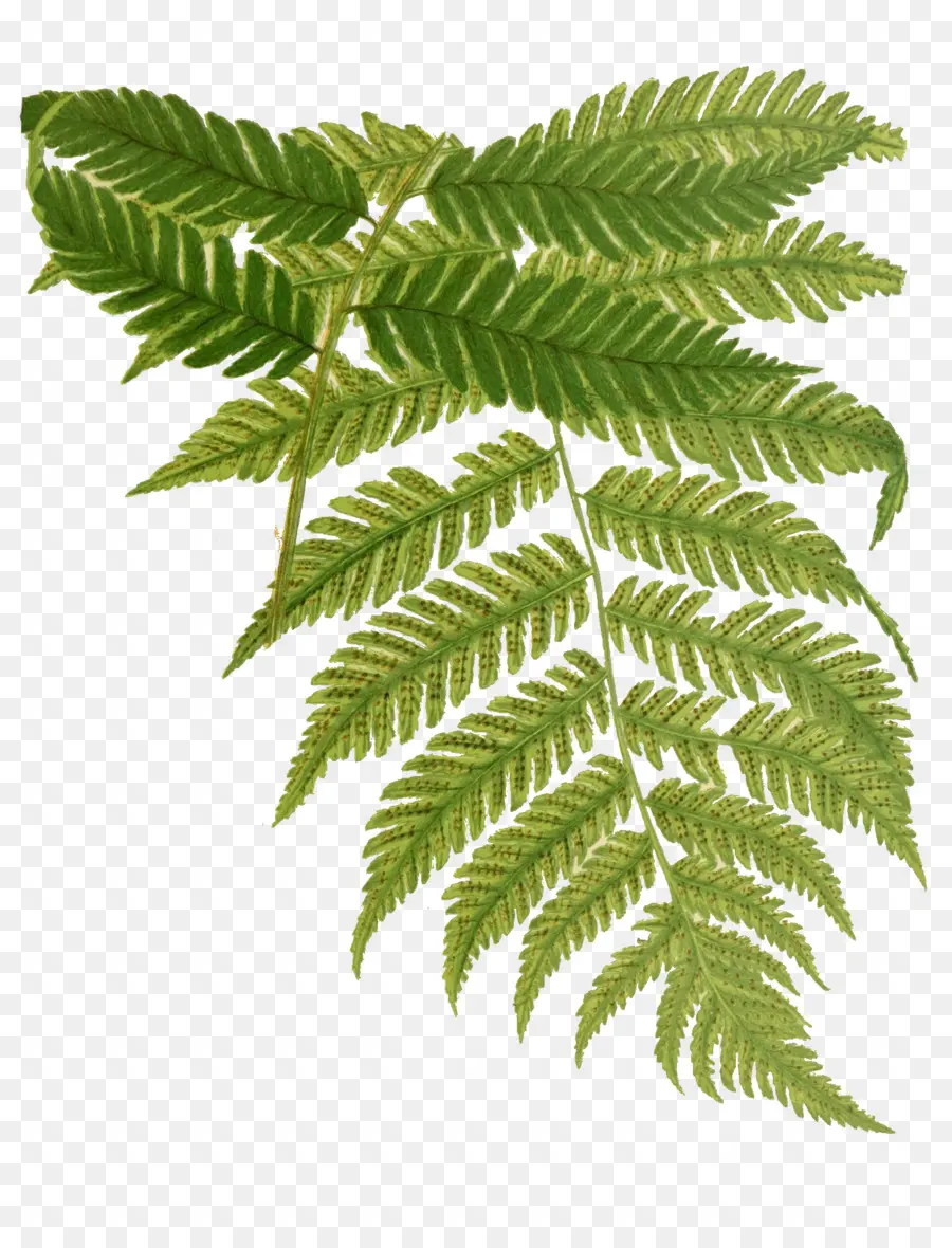 Fern，Dibujo PNG