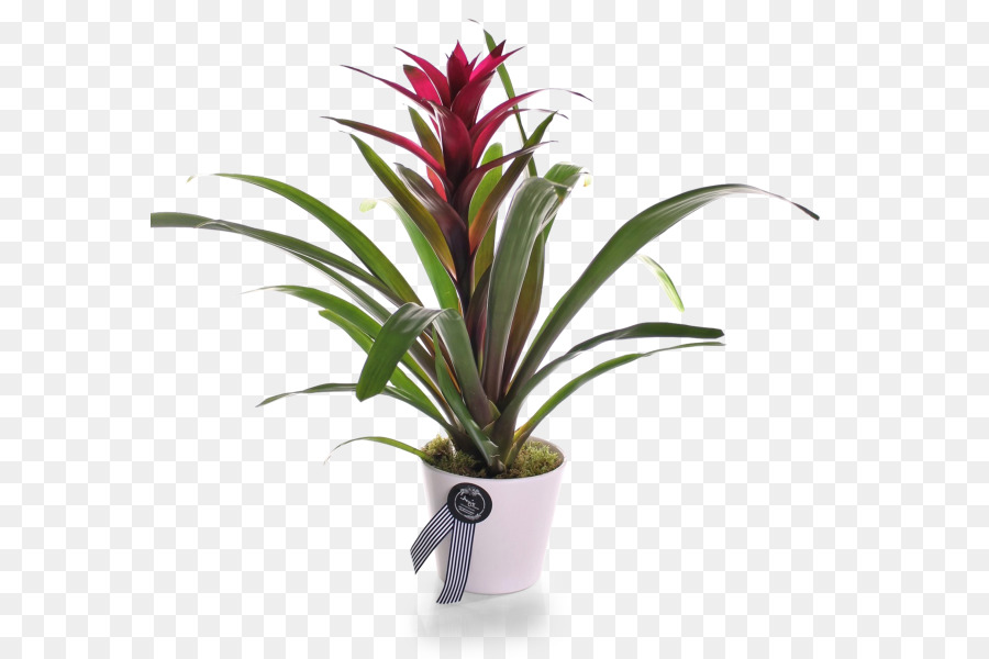 Bromelia，Planta PNG