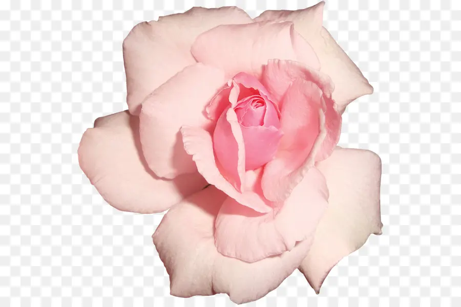 Rosa Rosa，Floración PNG