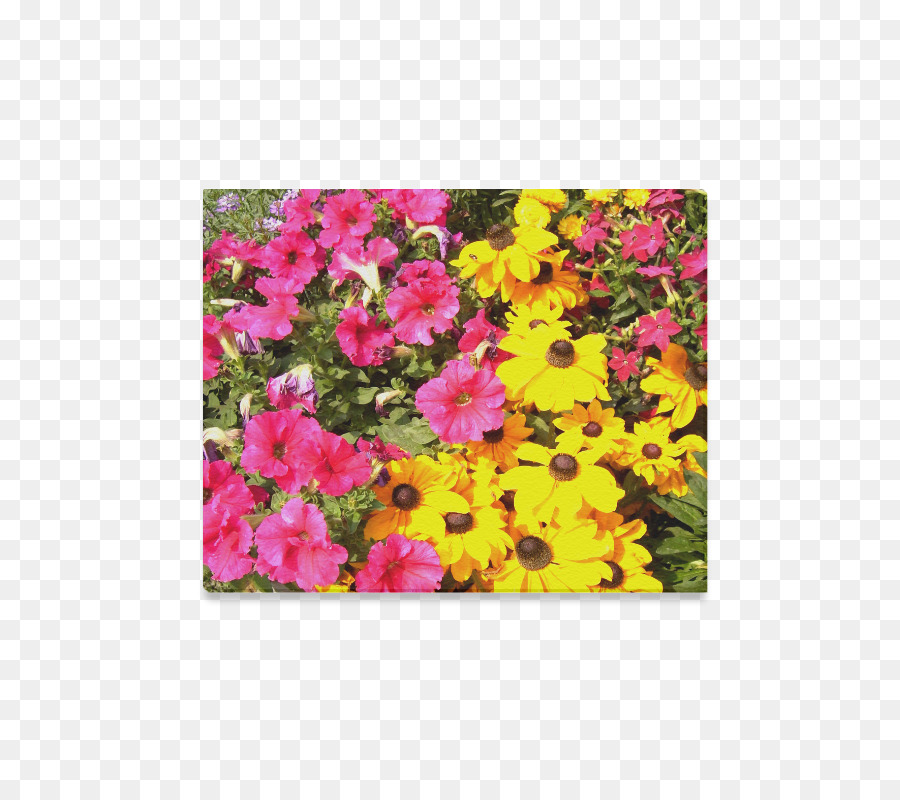 Crisantemo，Flora PNG