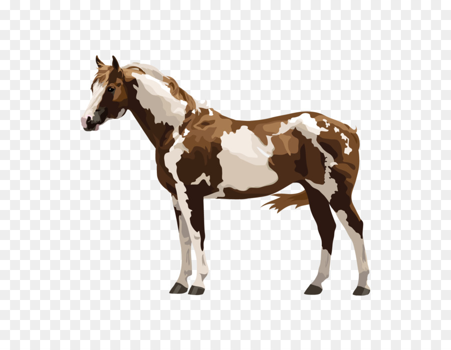 Potro，Caballo PNG