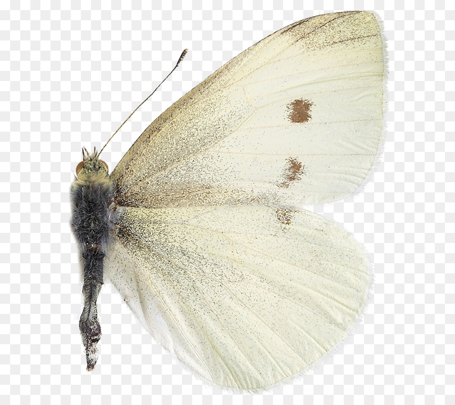 Mariposa Blanca，Alas PNG