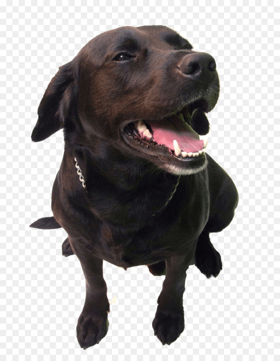 Labrador Retriever，Plott Hound PNG