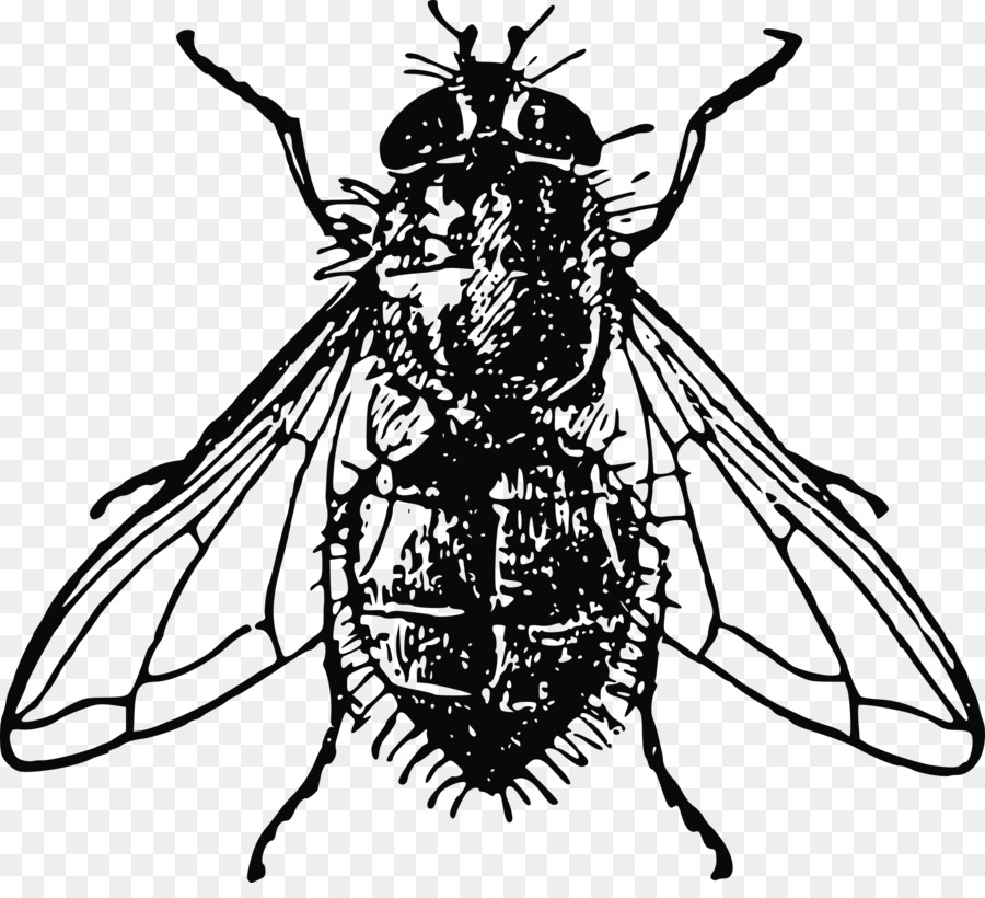 Abeja，Insecto PNG