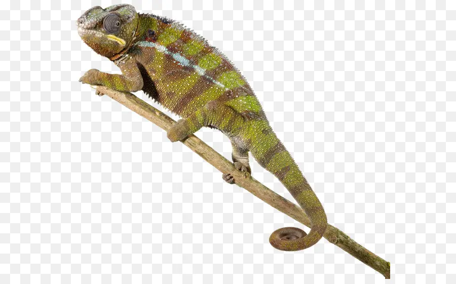 Lagarto，Reptiles PNG