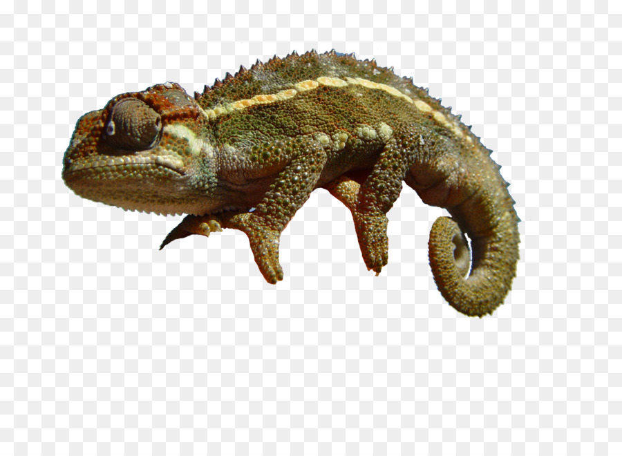 Lagarto，Cuidado De Mascotas PNG