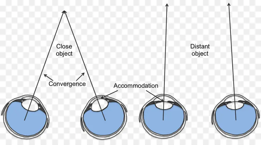 Diagrama Del Ojo，Visión PNG