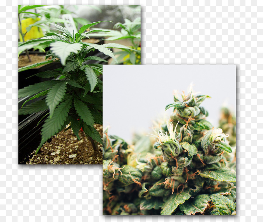 Uso En Adultos De La Ley De La Marihuana，El Cannabis Medicinal PNG