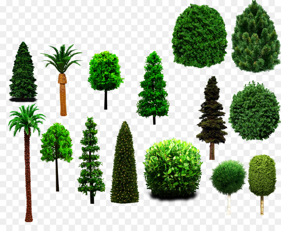 Fir，árbol PNG