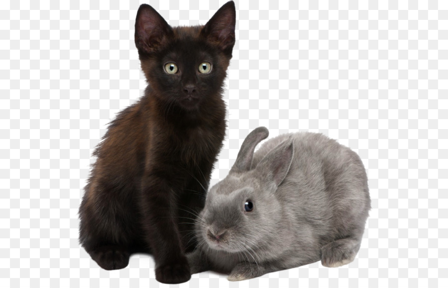 Gatito Y Conejo，Lindo PNG