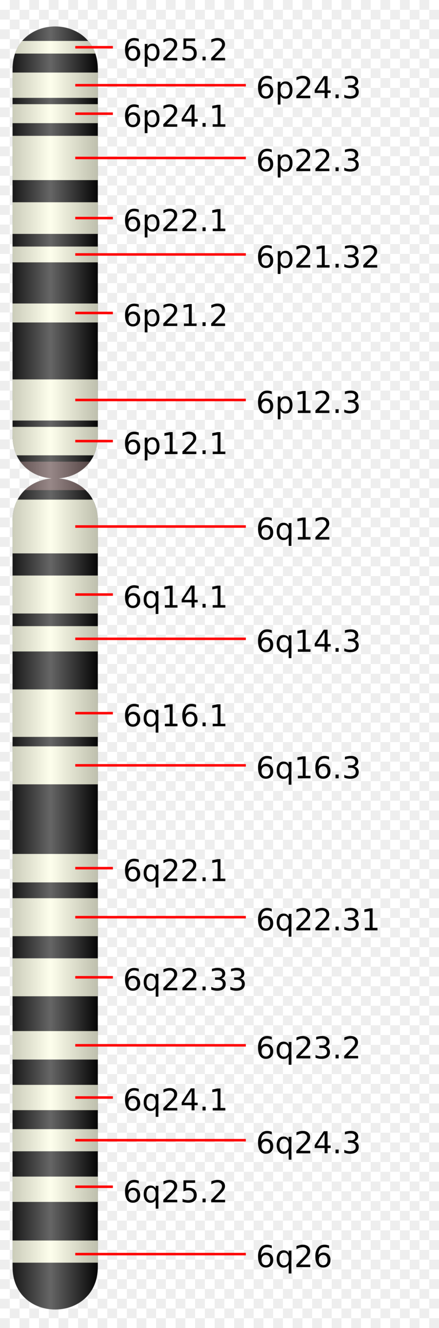 El Cromosoma，El Cromosoma 6 PNG