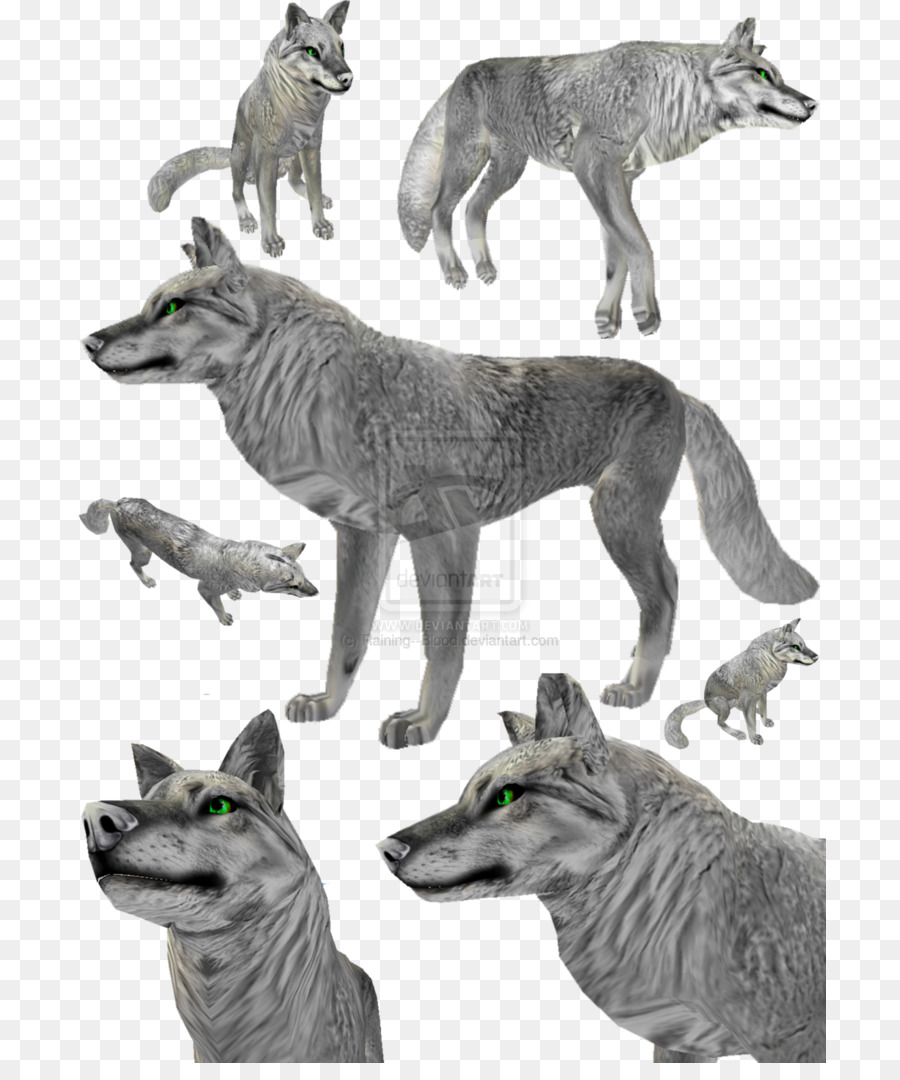 Lobos Grises，Salvaje PNG