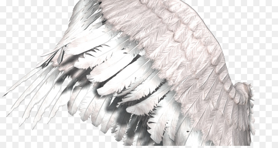 Ala De ángel，Plumas PNG