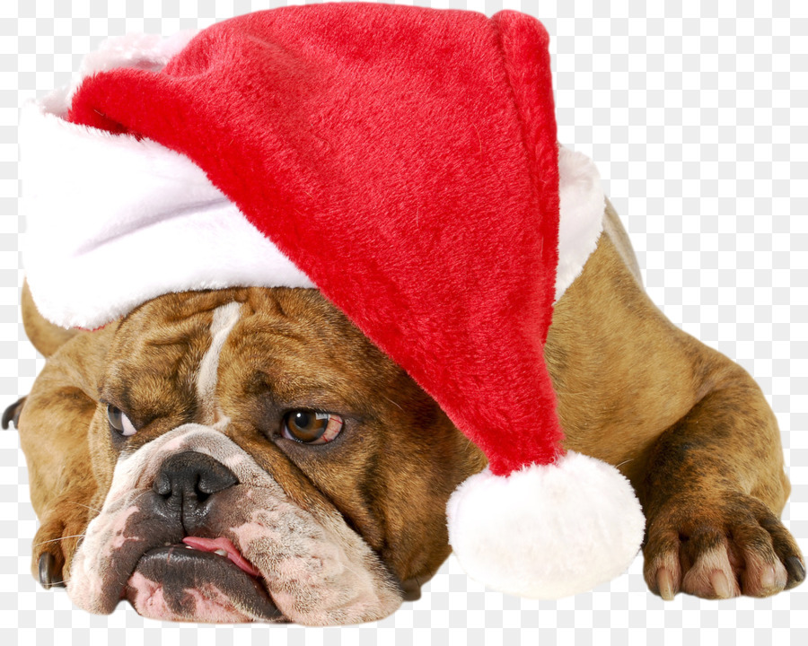 Bulldog，Cachorro PNG