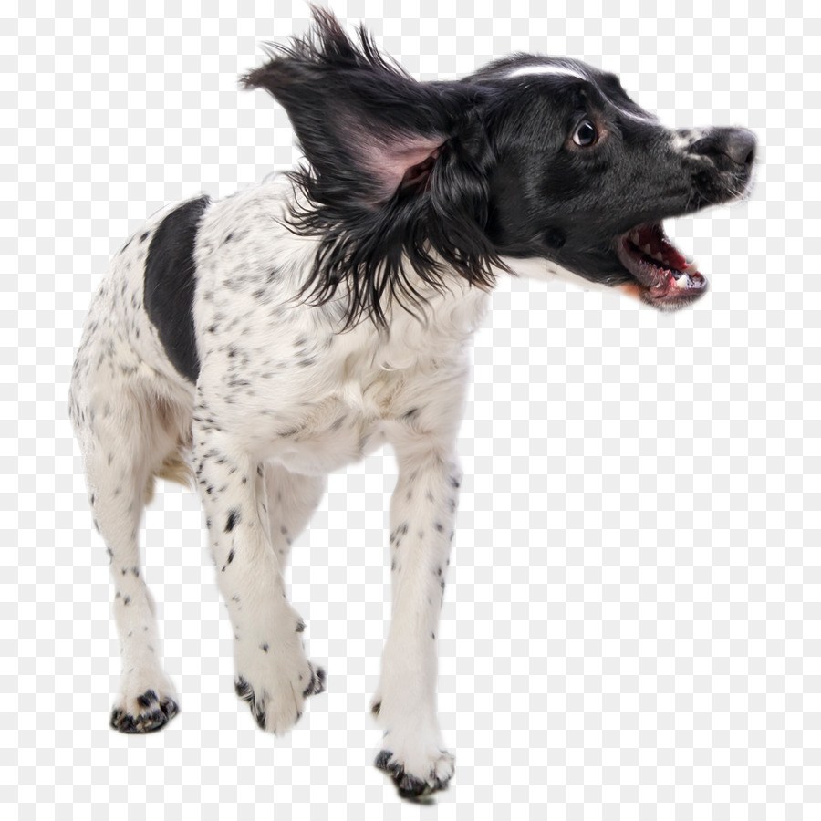 Perro，Una Fotografía De Stock PNG