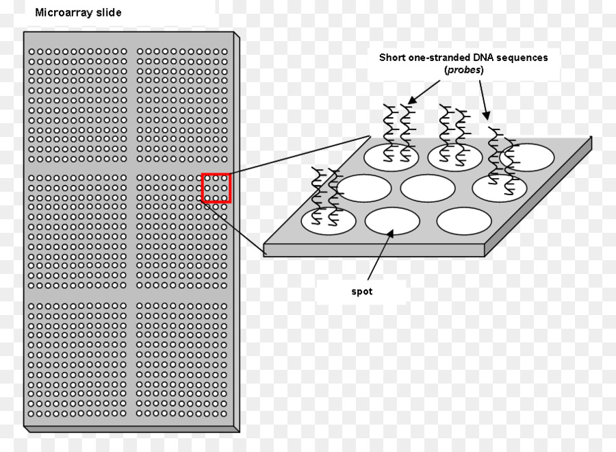 Microarray De Adn，Microarray PNG