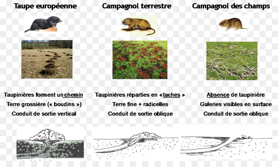 Las Moscas，Europea Del Agua Moscas PNG