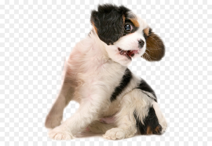 King Charles Spaniel，Cavalier King Charles Spaniel PNG