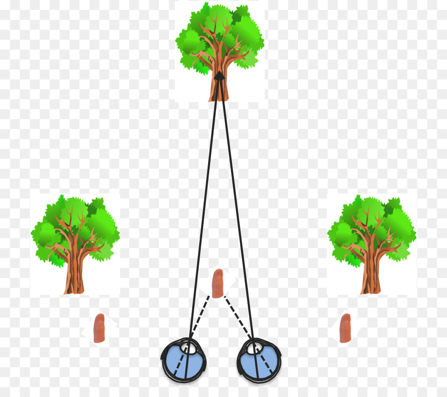 Árbol，Medición PNG