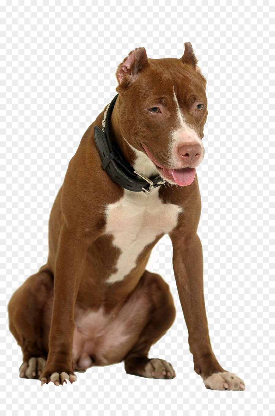 Perro Marrón，Mascota PNG