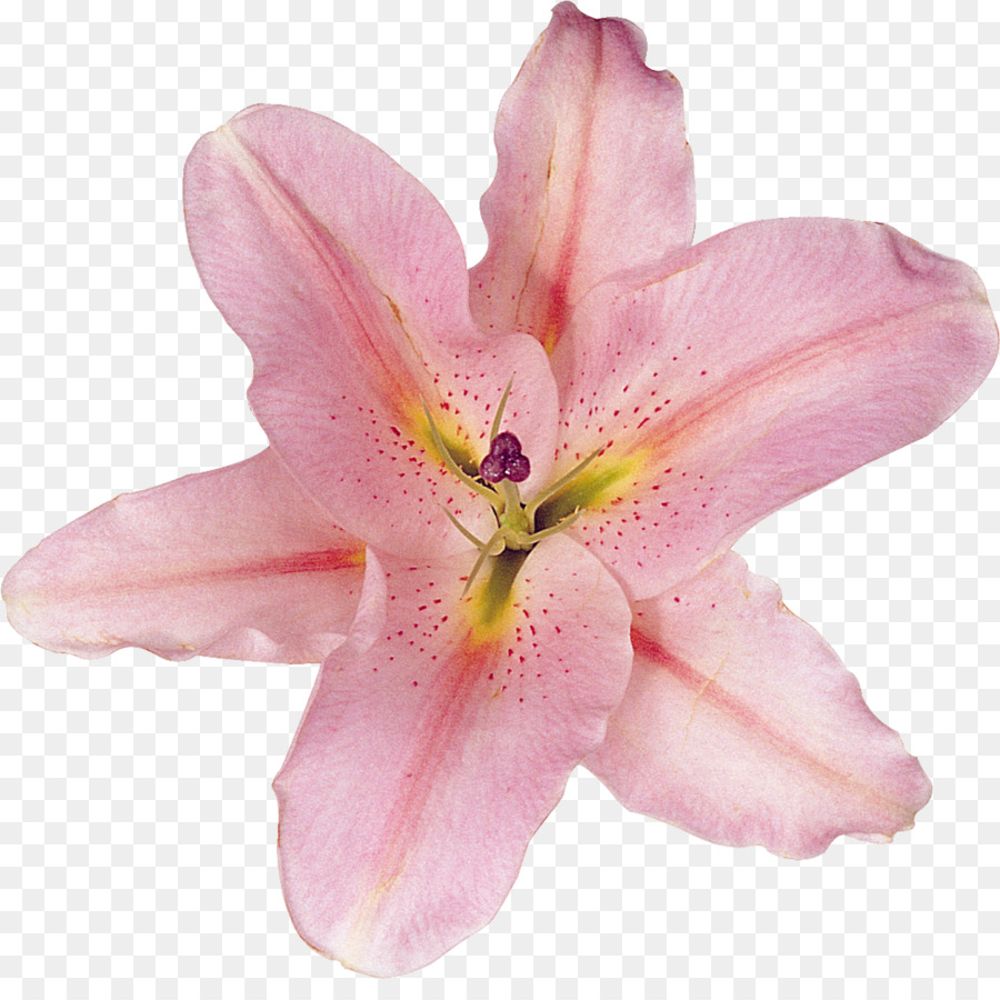 Lilium，Flor PNG