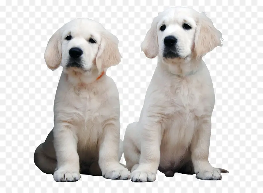 Cachorros Blancos，Perros PNG