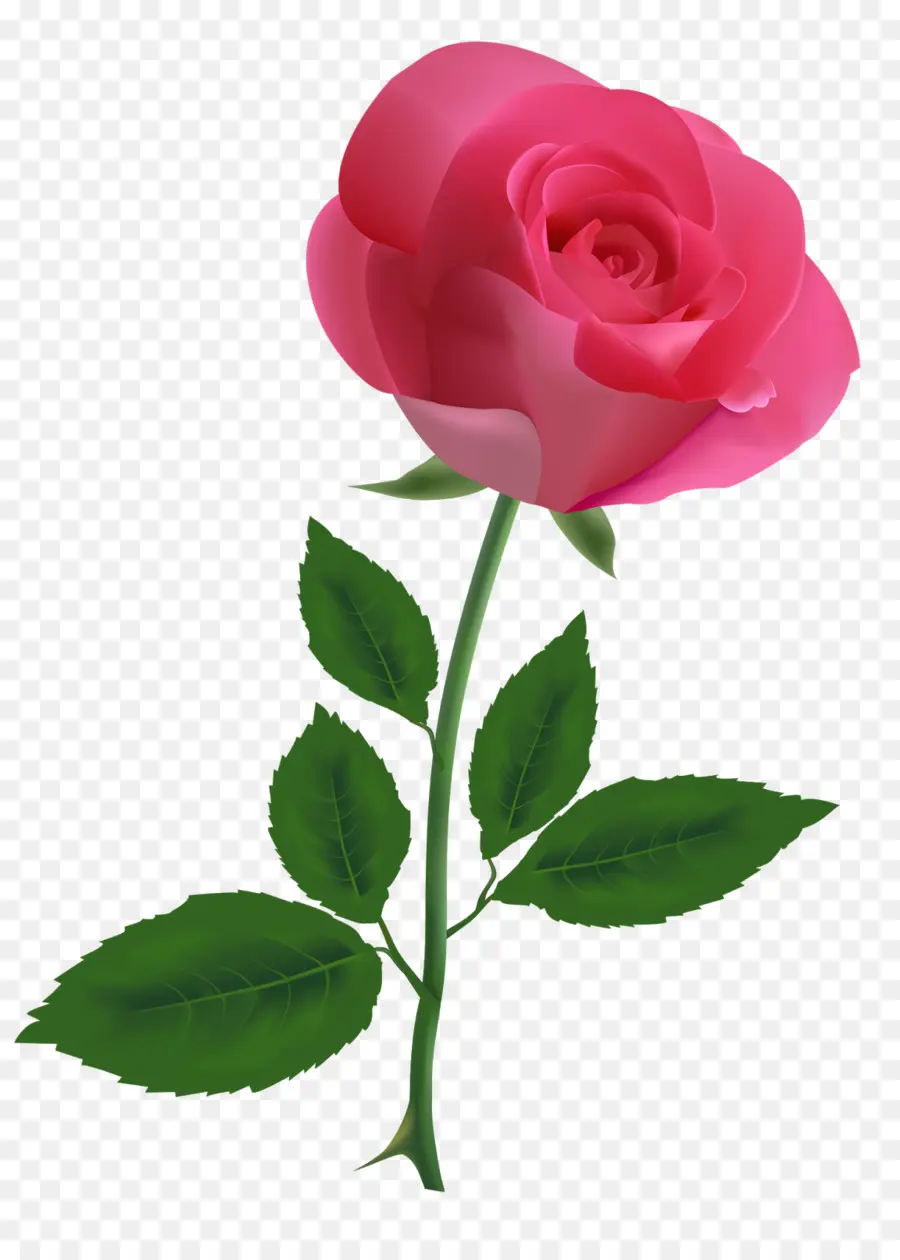 Gratis，Rosa PNG