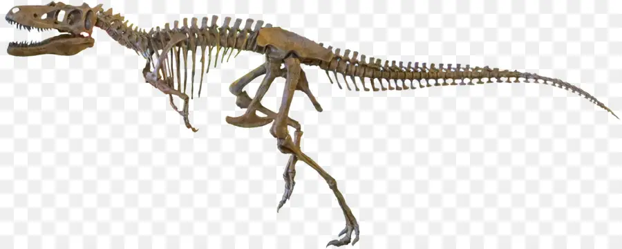 Velociraptor，Nanotirano PNG