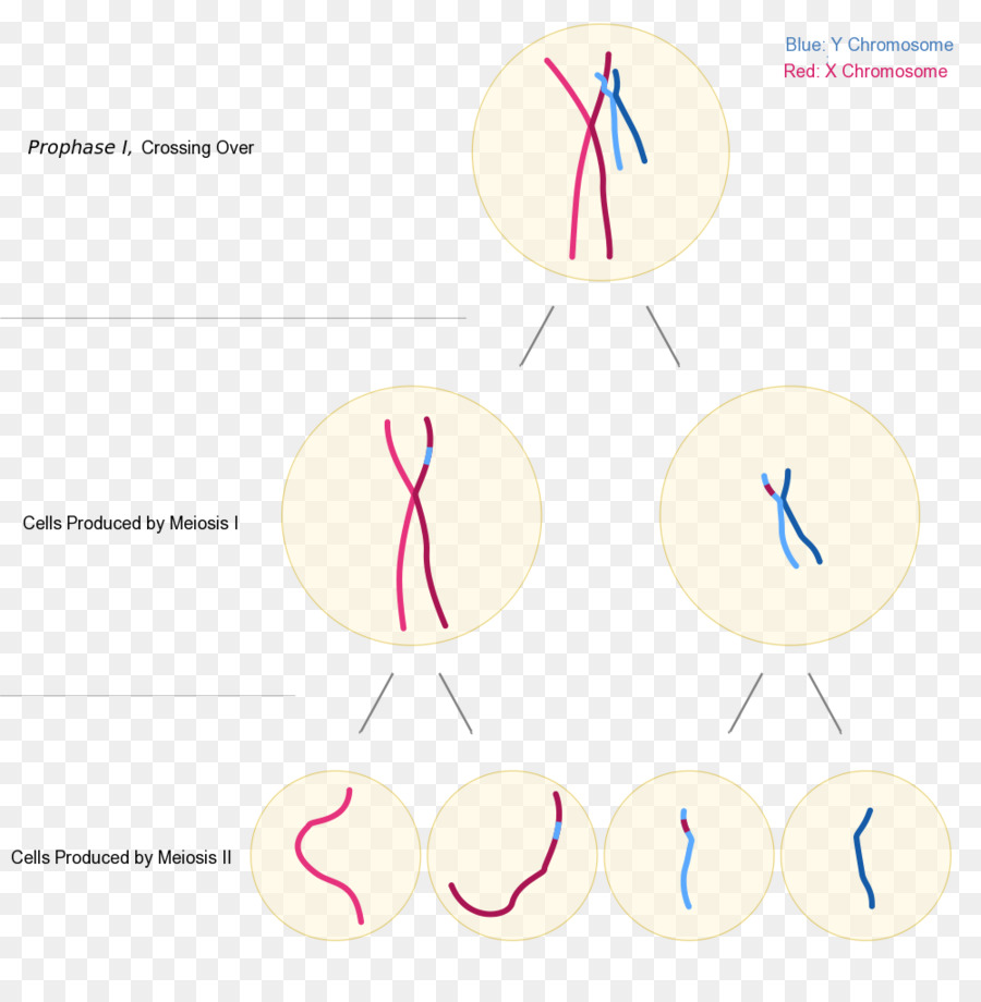 Translocación Cromosómica，Testisdetermining Factor De PNG