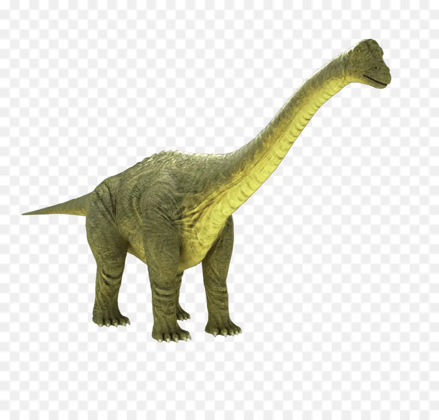 Apatosauro，Brontosaurus PNG