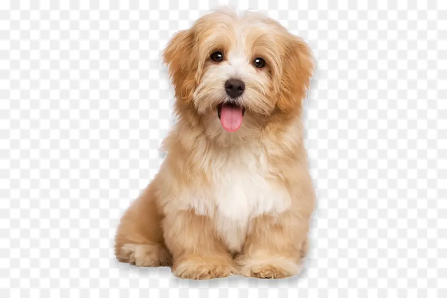 Cachorro，Perro PNG