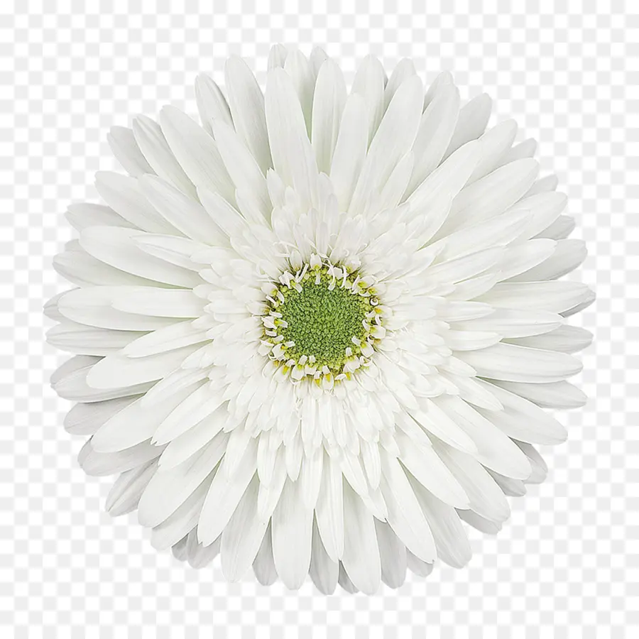 Transvaal Daisy，Las Flores Cortadas PNG