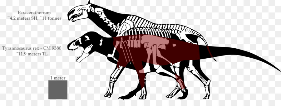 Tyrannosaurus，Dinosaurio De Tamaño PNG