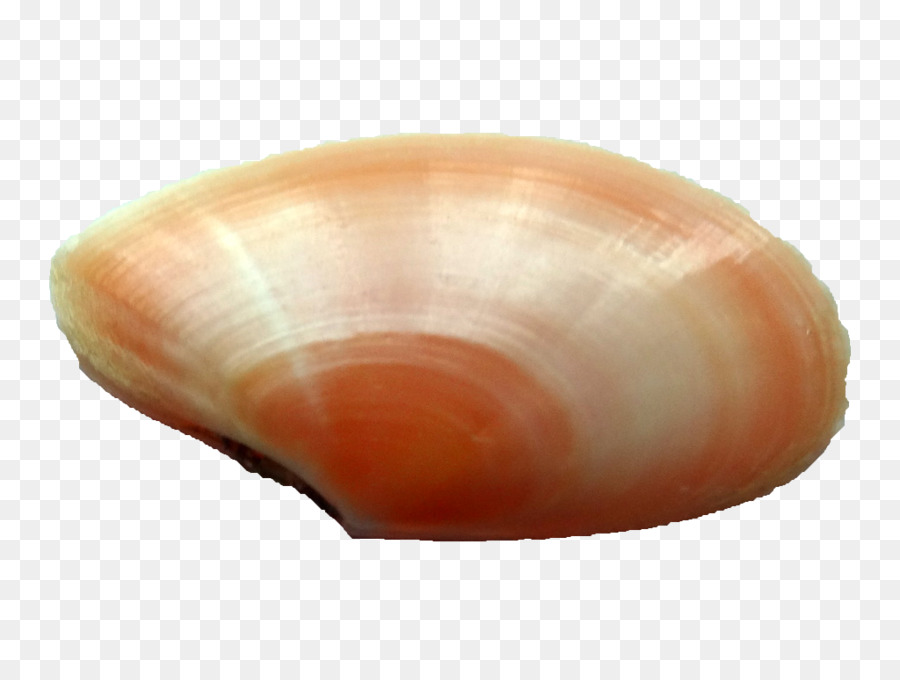 Caparazón，Concha PNG