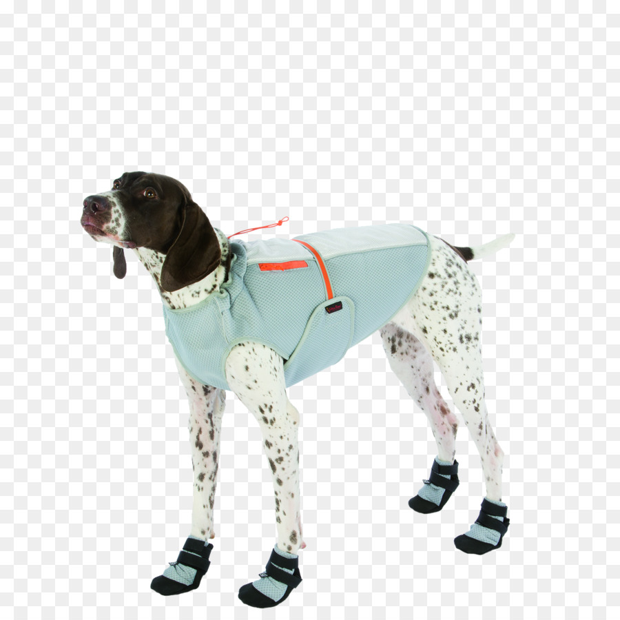 Perro，Raza De Perro PNG