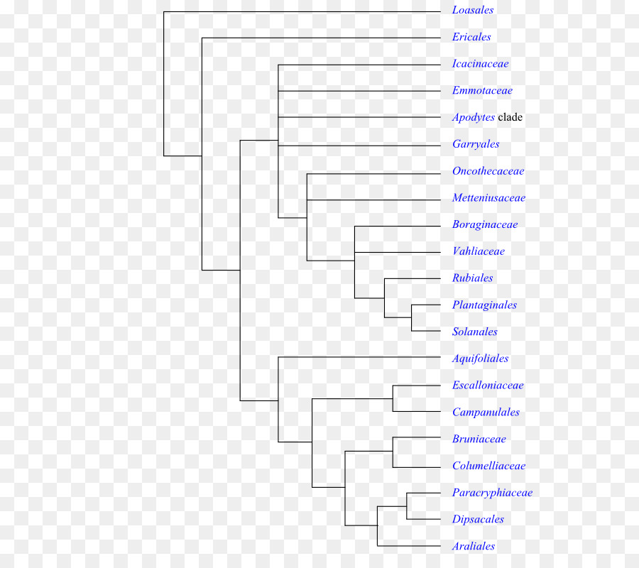 La Floración De La Planta，La Filogenia De Las Angiospermas PNG