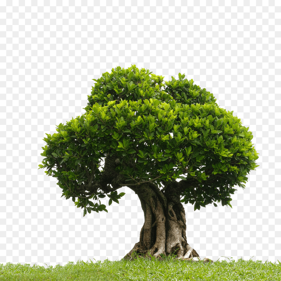 Árbol，Planta PNG