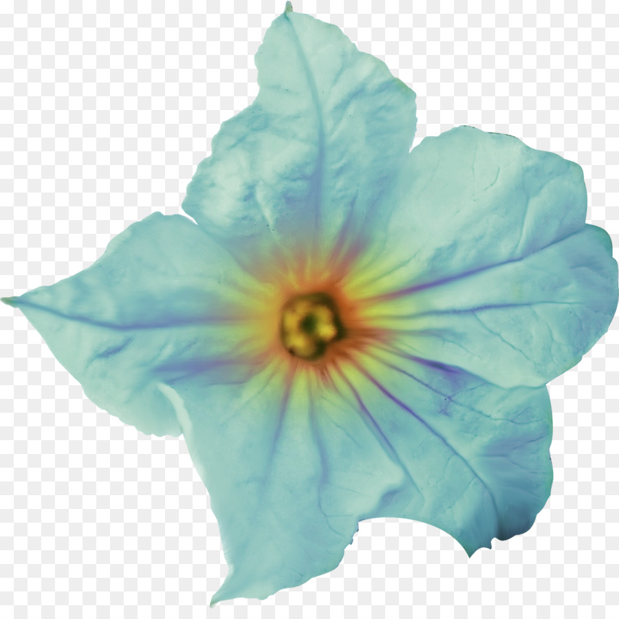 Flor，Pétalo PNG