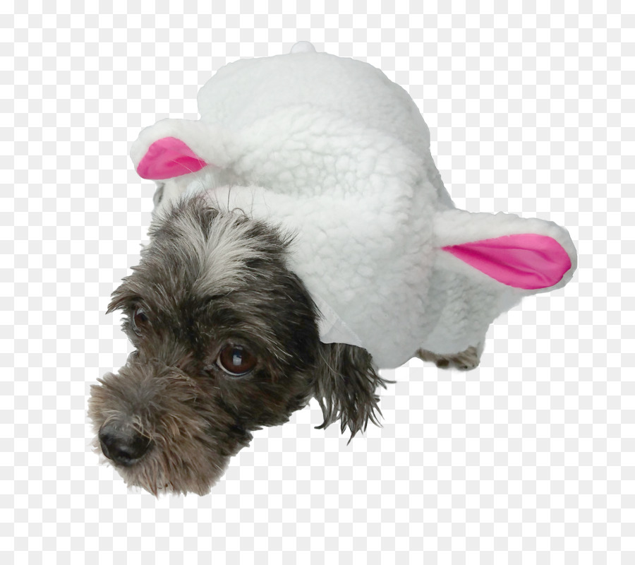 Schnauzer Miniatura，Schnoodle PNG